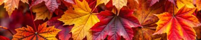 Closeup of autumn leaves in vibrant red, yellow, and orange hues.